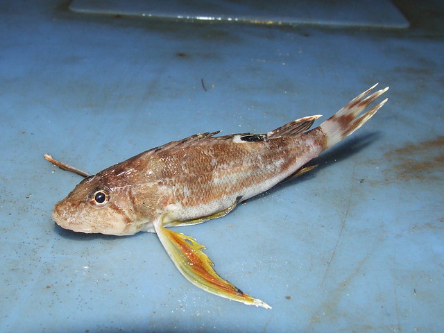 Apistidae>Apistus? Longfin Waspfish DSCF4725