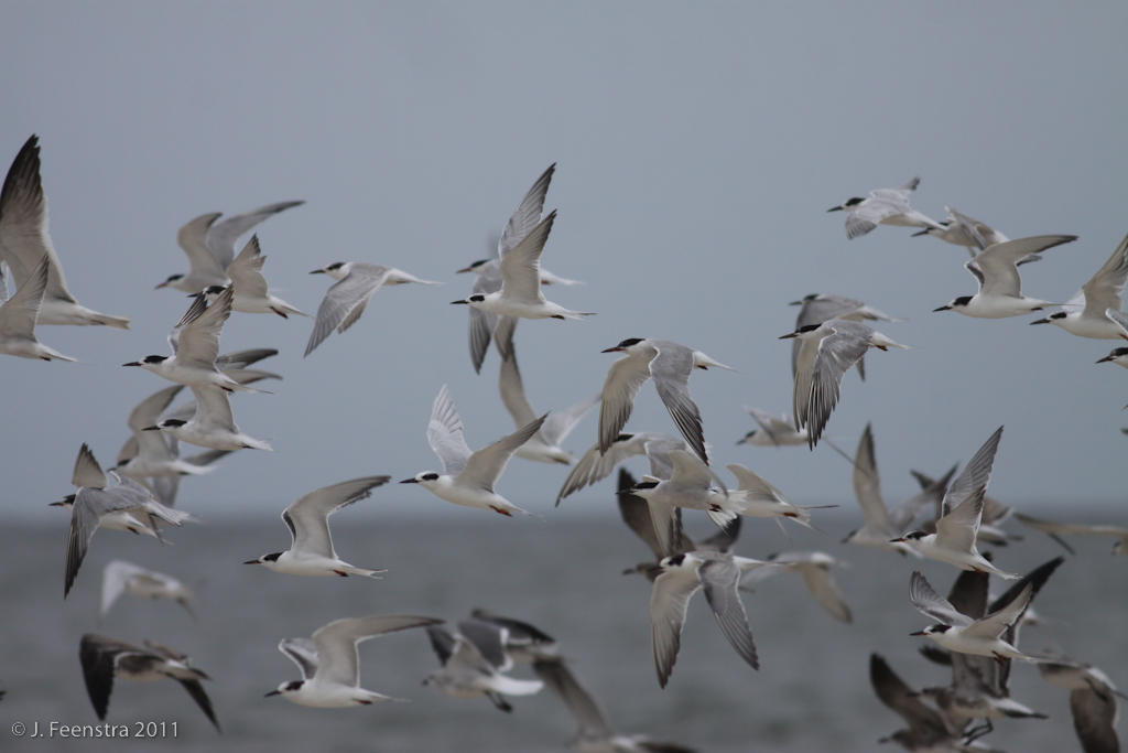 ...gull and terns...