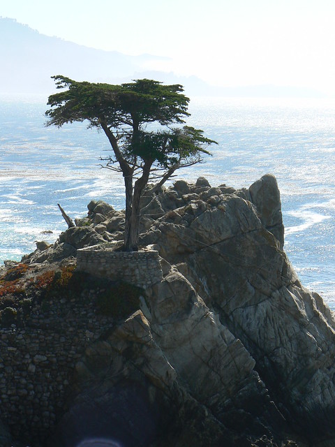 The Lone Cypress in Carmel