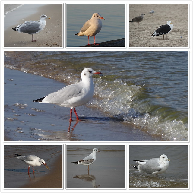 Seagulls At The Baltic Sea  Möwen an der Ostsee
