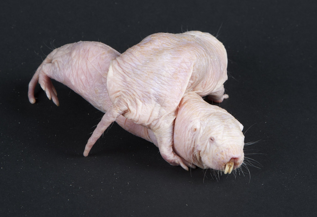 Naked Mole-Rat 20th Anniversary at the Smithsonians Natio 