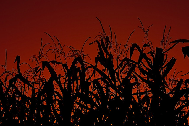 Corn stalks at sunset
