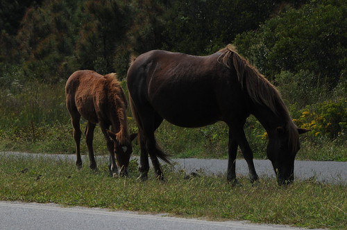 Assateague 2011 | by samjp4 (Sandy)