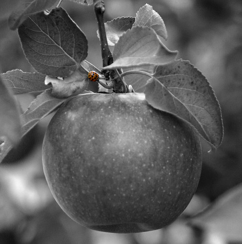 blackandwhite apple ladybug