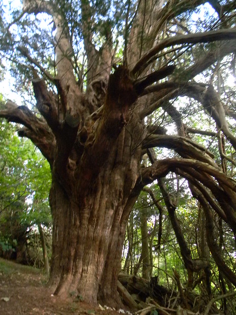 Large Yew In or near Druids Grove Box Hill Circular