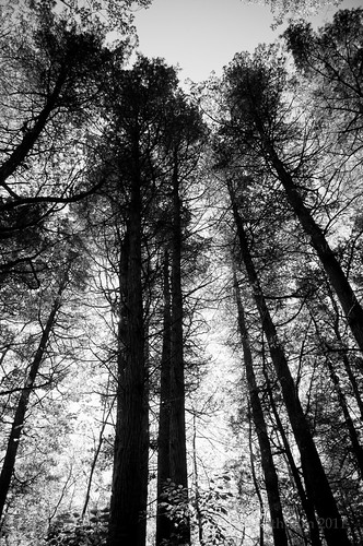 White Atlantic Cedar Grove (old growth) | by dmrathburn
