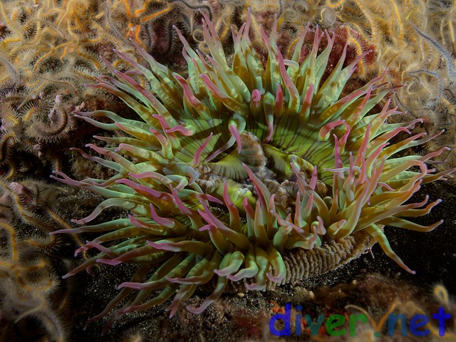 Anthopleura sola (Green Anemone) - Santa Barbara Island, California