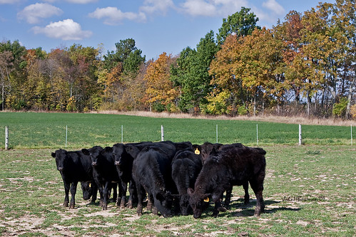 A Lot of Bull by John H Bowman, This was taken two years ago along Ohio 235 in northwest Ohio, a short distance down the road from t