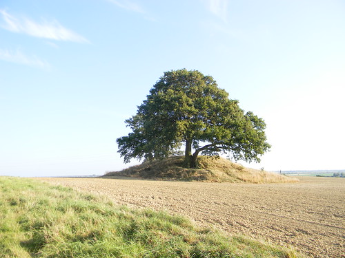 Tree on a mound (What passes for a hill in these parts). Ham Street to Appledore