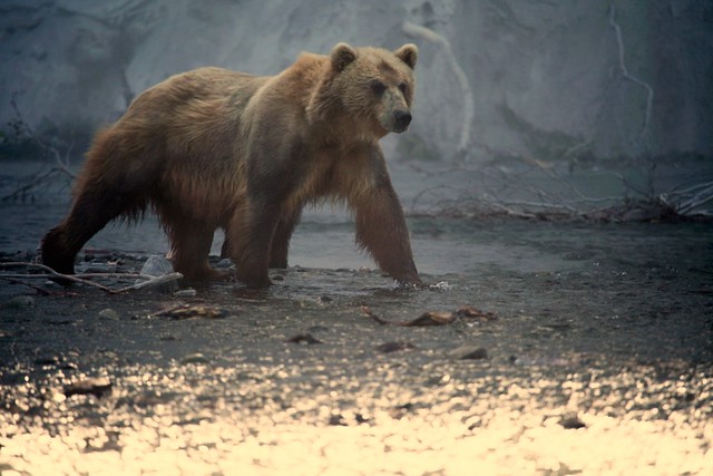 Kamchatka Brown Bear Sow