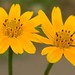 Yellow Couple Flowers