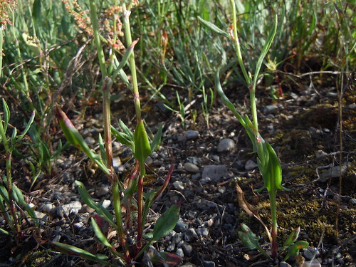 leaves idaho roadside polygonaceae herb perennial islandpark introduced rumexacetosella commonsheepsorrel disturbedsite sagebrushsteppe mesafallsroad
