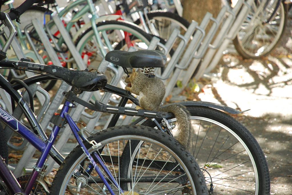 Summer R.davis Davis Squirrel | Even peach pit-eating squirrels use bicycle… | Flickr