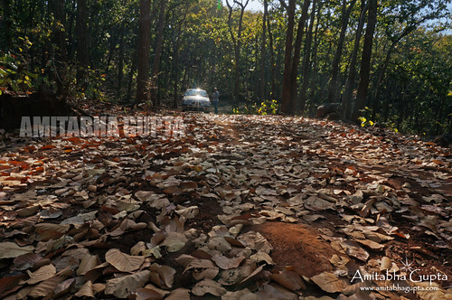 forest jungle jharkhand densejungle netarhat touristplacesofjharkhand touristspotsofjharkhand drivinginsidejungle jharkhandtouristspots placestoseeatjharkhand