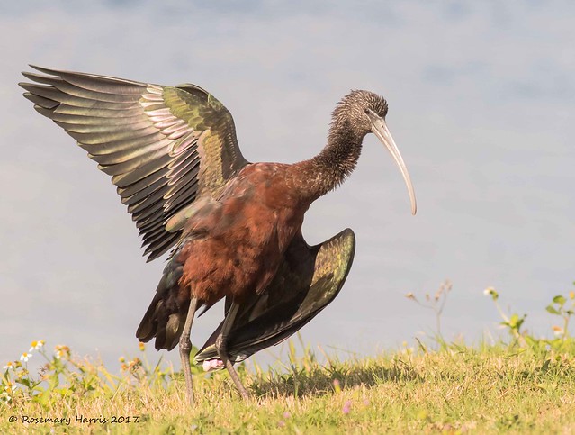 Glossy Ibis Warming Its Feathers