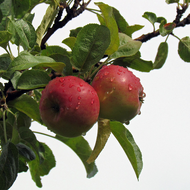 Parkland Apples