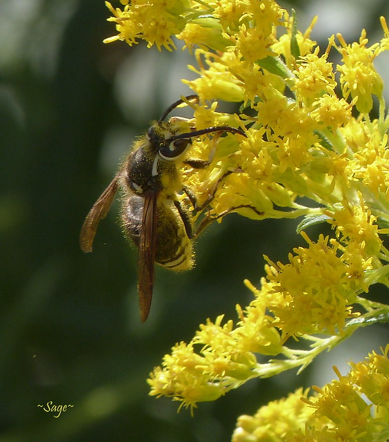 ~Pollinating the Goldenrod~