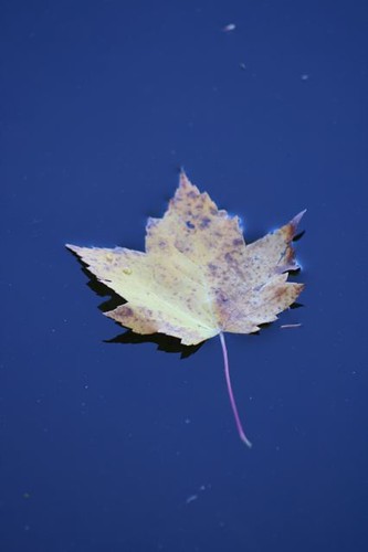 Leaf afloat