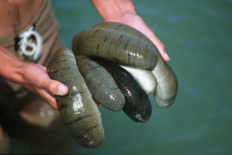 Sea cucumber in Vietnam. Photo by Dominyk Lever