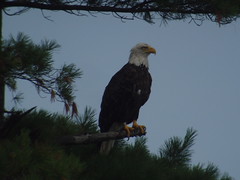 Bald Eagle, Potawatomi SP, WI