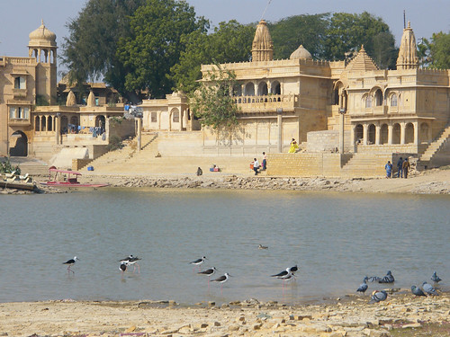 Jaisalmer, Rajasthan, India by east med wanderer, Gadi Sagar reservoir, on the edge of the town with Black winged Stilts and the local pigeons india r