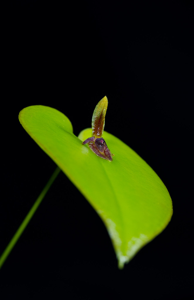 Acronia bivalvis | Acronia bivalvis. Tenorio volcano. Costa … | Flickr