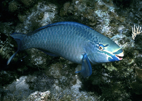 Chameleon Parrotfish