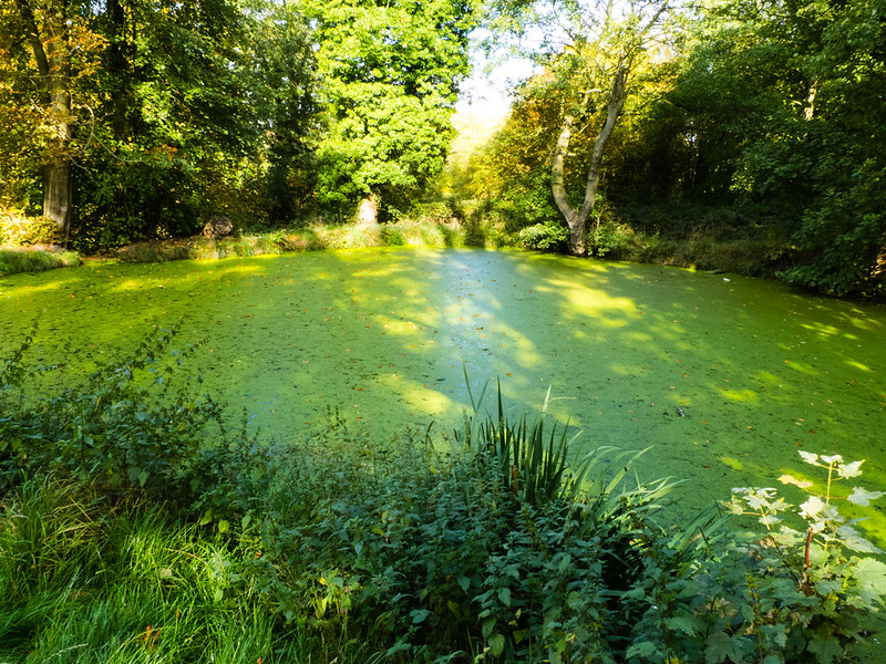 Sugarwell