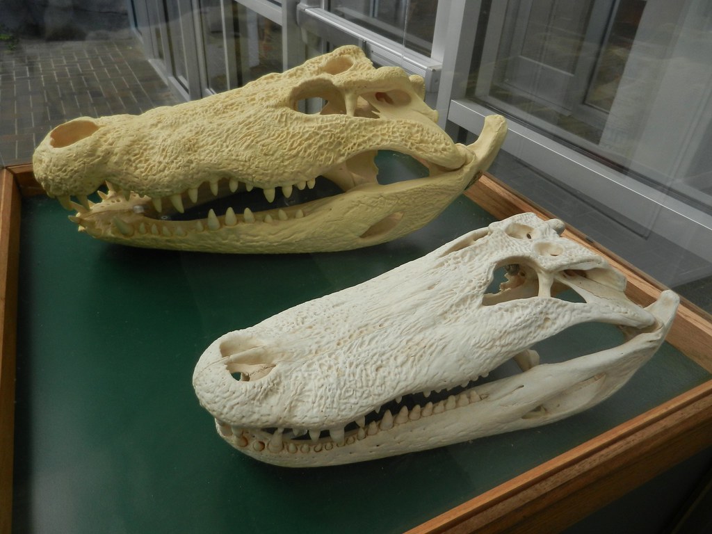 Зубы отсутствуют у черепах крокодилов. Череп нильского крокодила. Череп аллигатора. Череп крокодила и аллигатора.