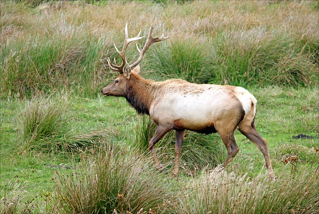 Tule Elk of Point Reyes  (Explored)