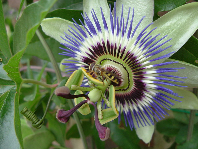 Hoverfly on Exotic Passion Flower of Southwark Park, London @ 7 September 2011 (Part 3 of 7)