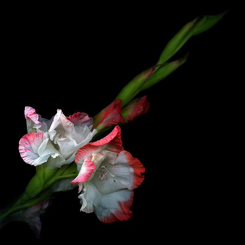 LAST OF THE SUMMER FLOWERS... Gladioli by magda indigo