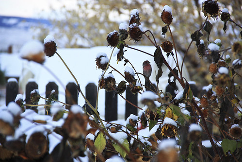 lander wyoming wy fremontcounty fall autumn october snow firstsnow morning backyard view
