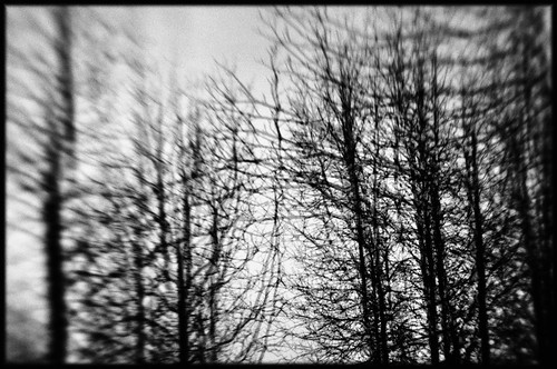 trees light shadow sky blackandwhite bw nature wisconsin lensbaby forest landscape outdoors spring nikon exposure surreal multiple reach impressionist dt composer d90 intertwine davidtomaloff richardbong