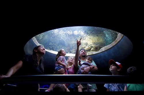 turkey aquarium underwater pentax istanbul kx 14mm akvaryum florya samyang