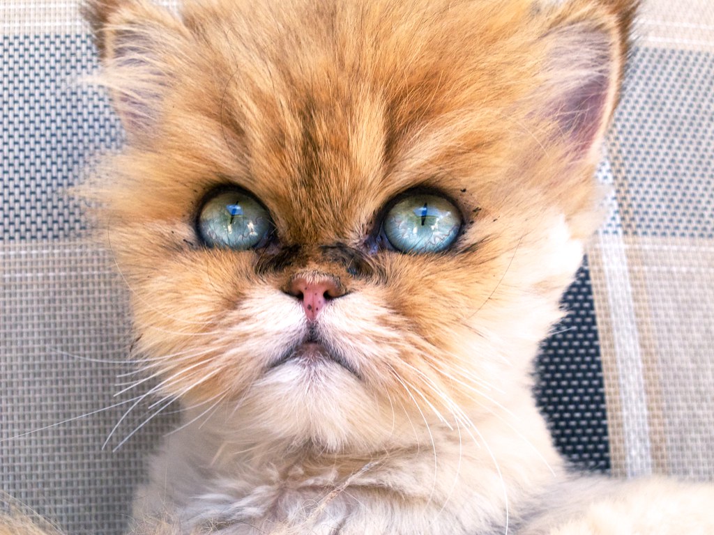 1 day old persian kitten