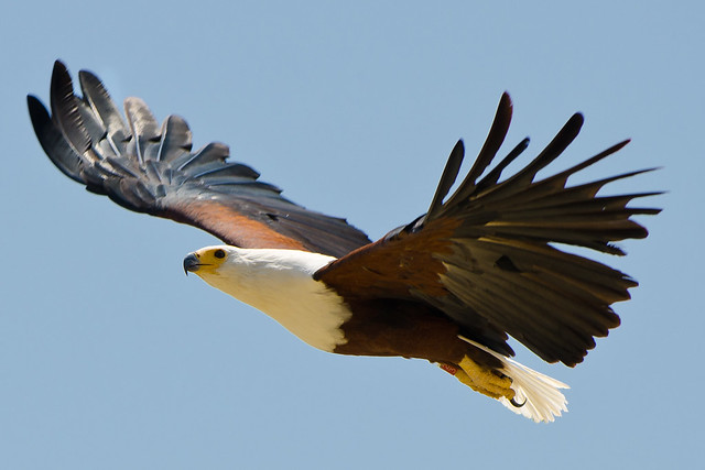 Fish eagle above Lake Baringo in Kenya