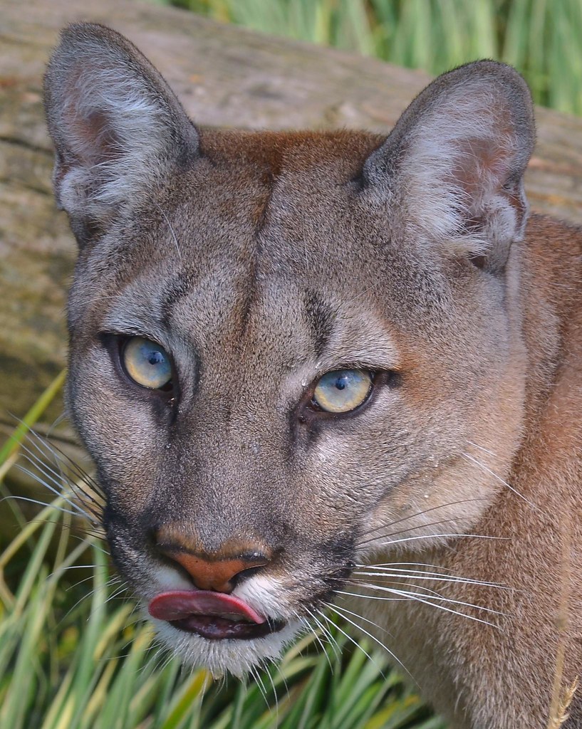 Puma (Mountain Lion) with Tongue out, thinking I'm lunch! | Flickr