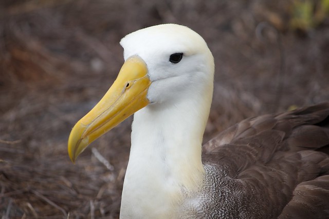 Albatross close-up