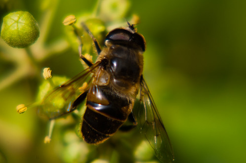 Hoverfly feeding on an ivy flower