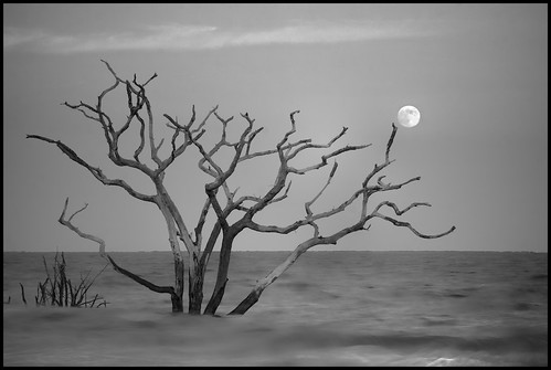 moon tree sc nature water landscape flickr waves southcarolina moonrise atlanticocean edistoisland borderfx botanybayplantation ef70200mmf28lisiiusm silverefexpro2