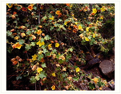 Fremontia mexicanum flowers