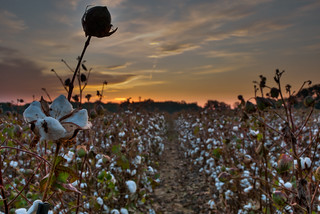 Hwy 49- Sunrise Cotton Field