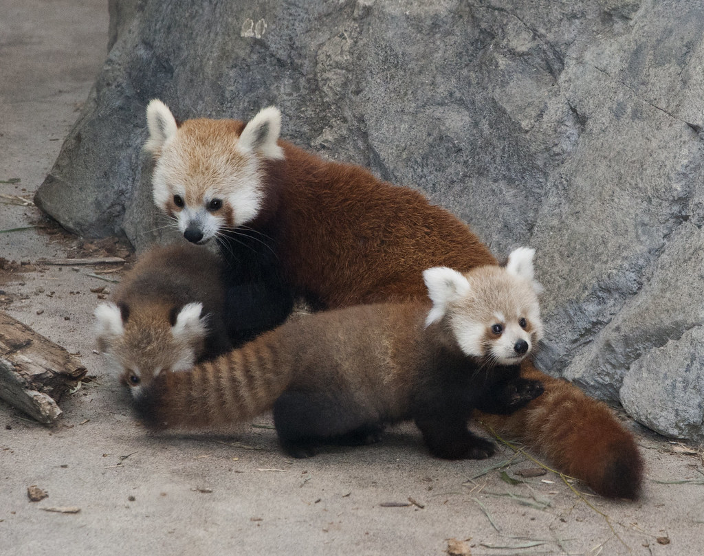 Red Panda Cubs at Smithsonian’s National Zoo Named for Stormy Night
