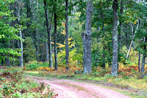 Autumnal Drive Through Sandhill Wildlife Area,