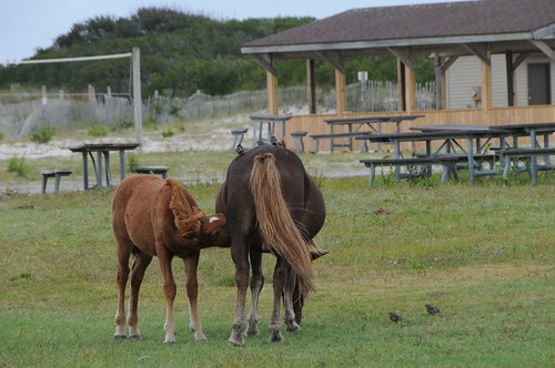 Assateague 2011 | by samjp4 (Sandy)
