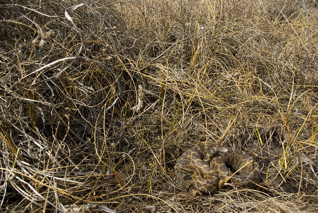 Eastern Massasauga Rattlesnake in the Grass
