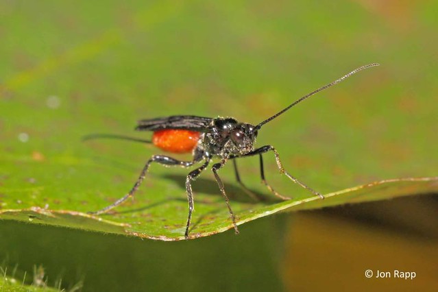 Braconid Wasp - Atanycolus sp (female)