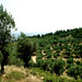 Togora olivlunden på grekiska ön Lésvos