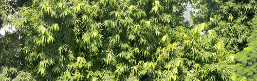 trees india green nikon greenery soothing kanpur ashoka uttarpradesh echology pleasing l120 ashokatree